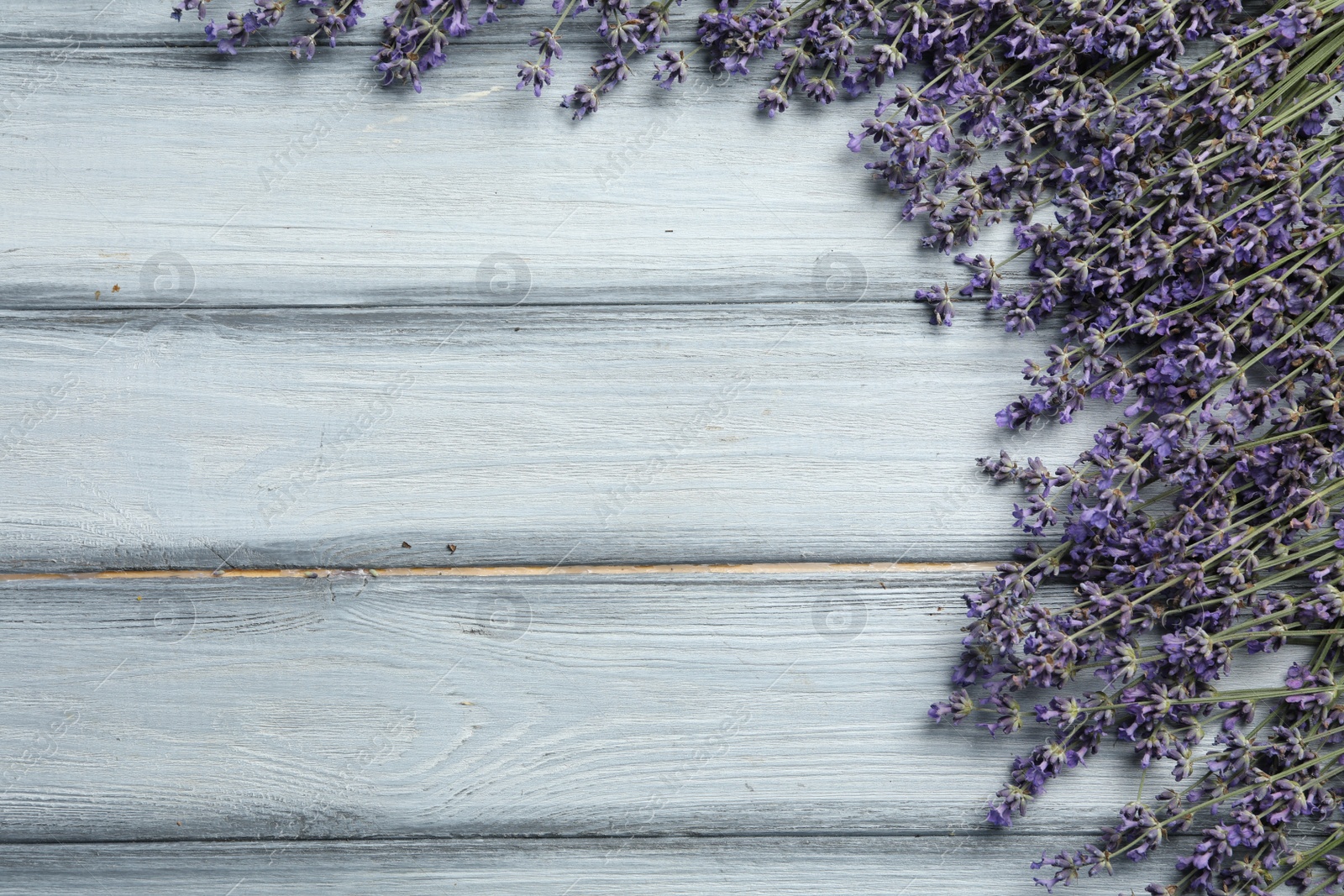 Photo of Beautiful fresh lavender flowers on light grey wooden background, flat lay. Space for text