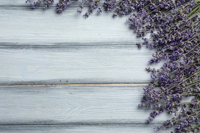 Beautiful fresh lavender flowers on light grey wooden background, flat lay. Space for text