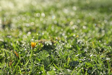 Green meadow with wild flower on summer day, closeup