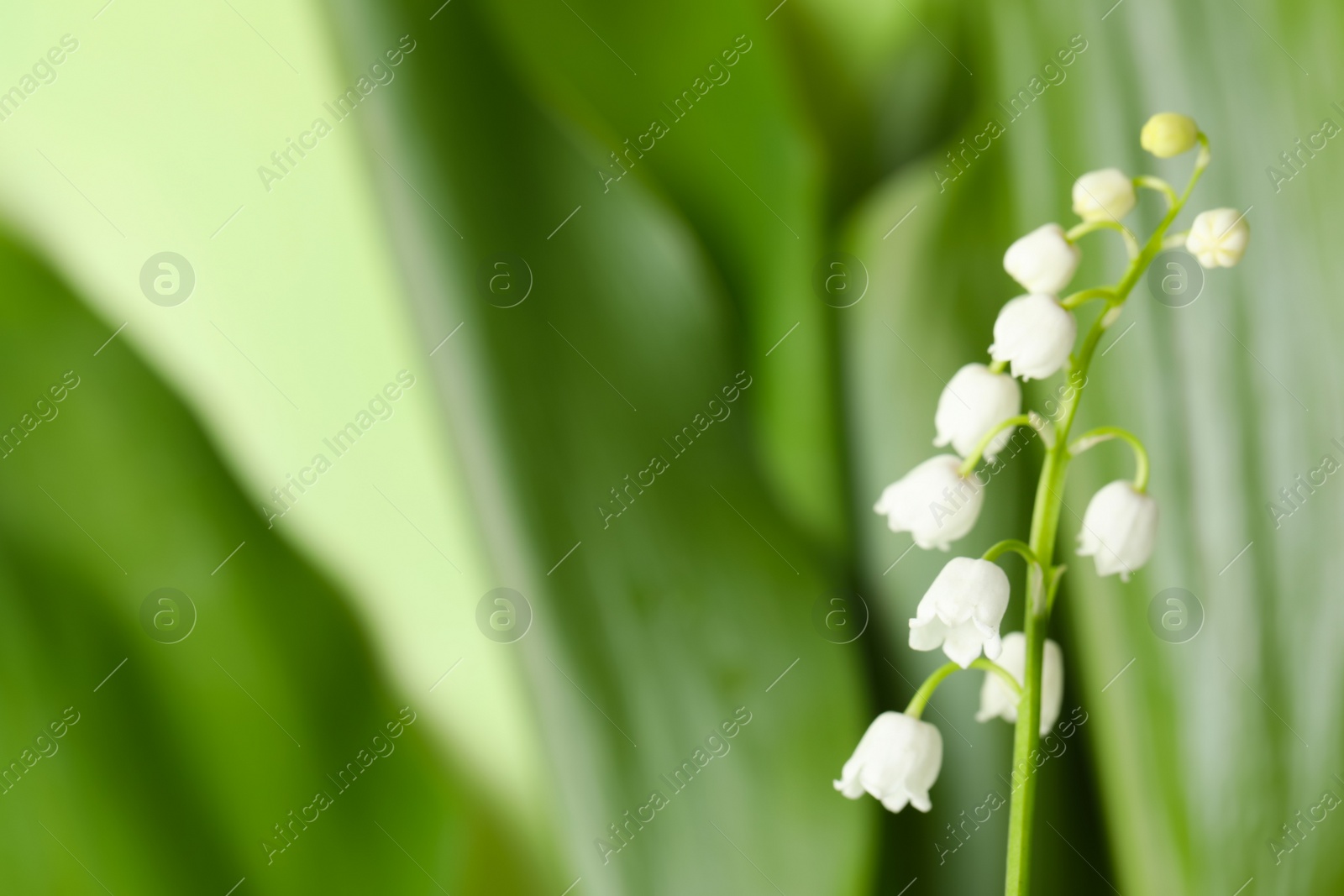 Photo of Beautiful lily of the valley on blurred background, closeup. Space for text