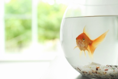 Beautiful bright small goldfish in round glass aquarium on table indoors, closeup. Space for text