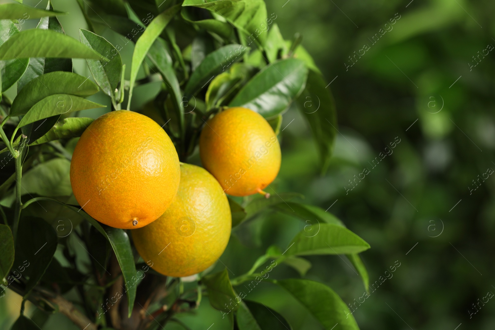 Photo of Closeup view of lemon tree with ripe fruits outdoors