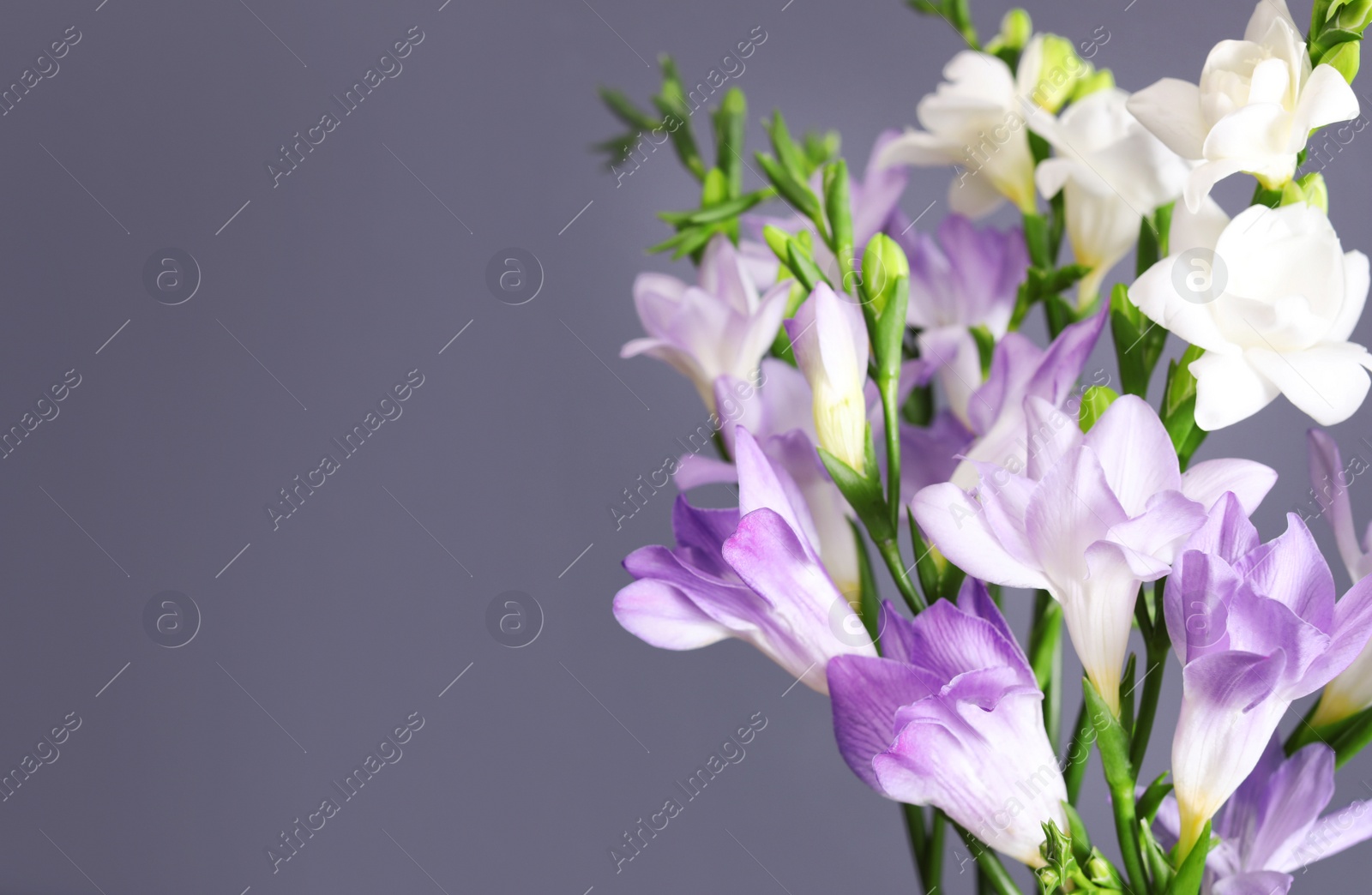 Photo of Beautiful fragrant freesia flowers and space for text on color background