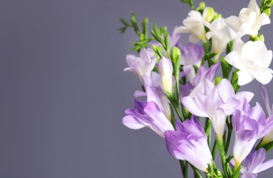 Beautiful fragrant freesia flowers and space for text on color background