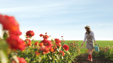 Photo of Woman with watering can walking near rose bushes outdoors. Gardening tool