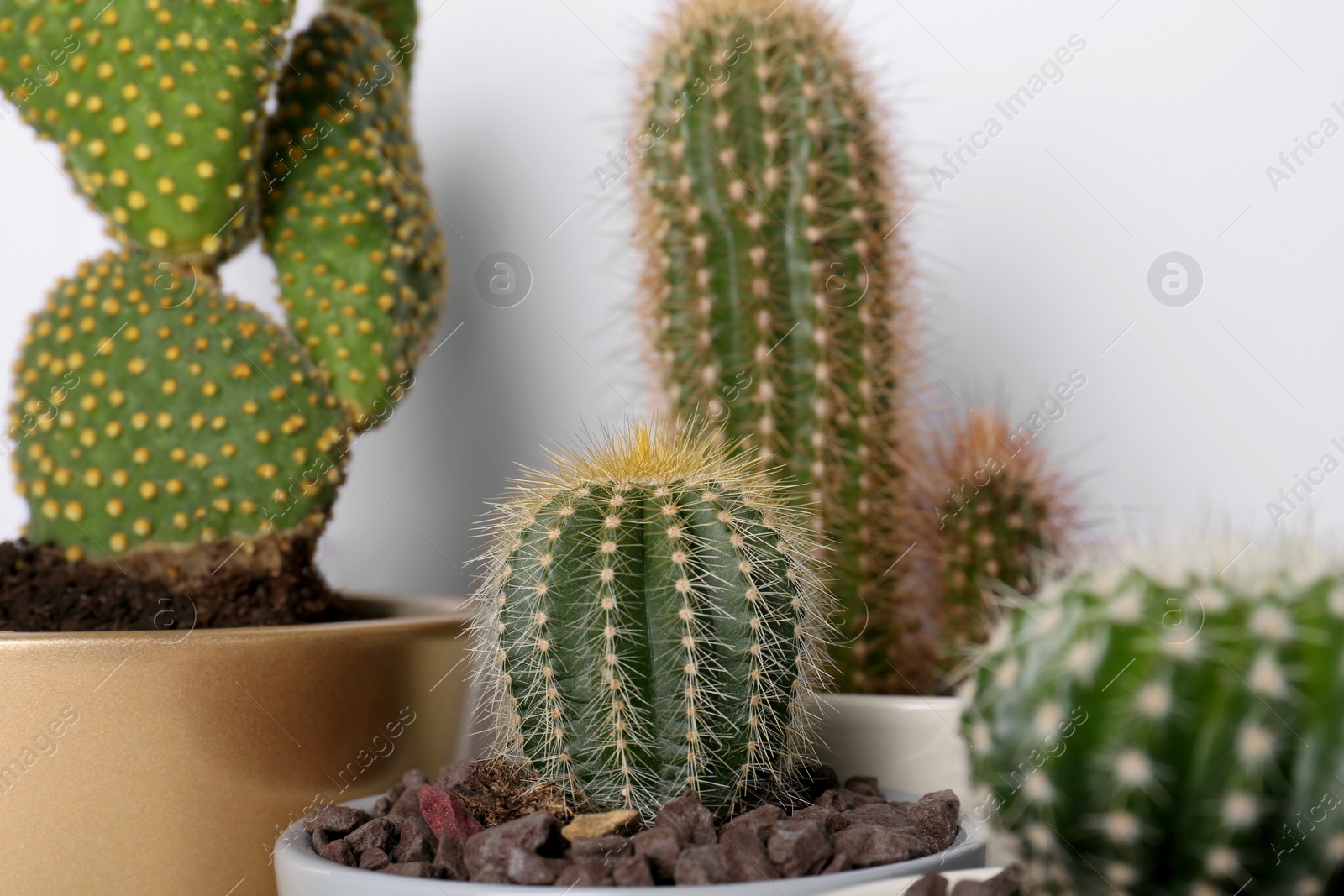 Photo of Different cacti in pots on white background