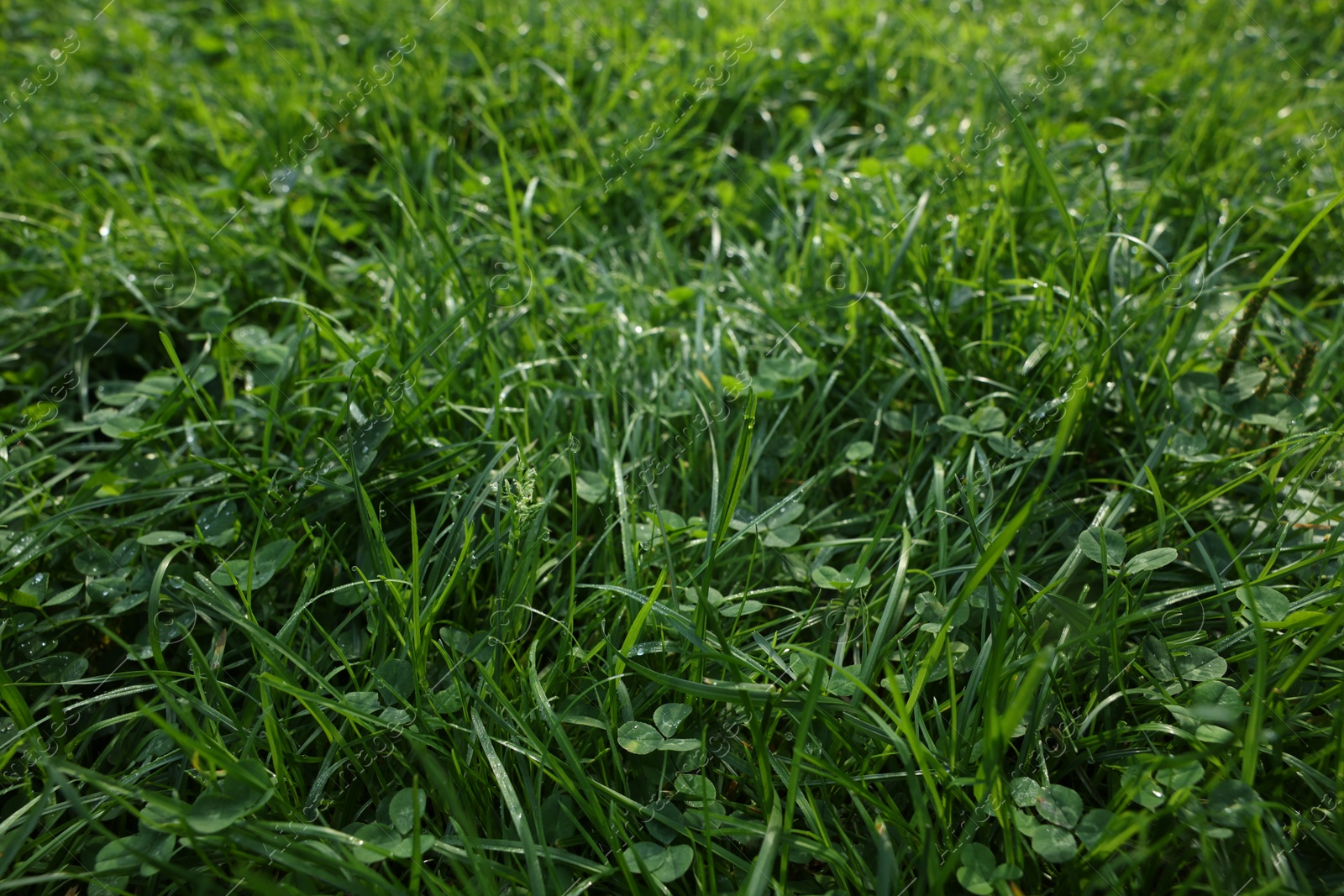 Photo of Fresh green grass with water drops growing outdoors in summer, closeup