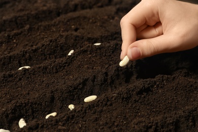 Photo of Woman planting beans into fertile soil, closeup. Vegetable seeds