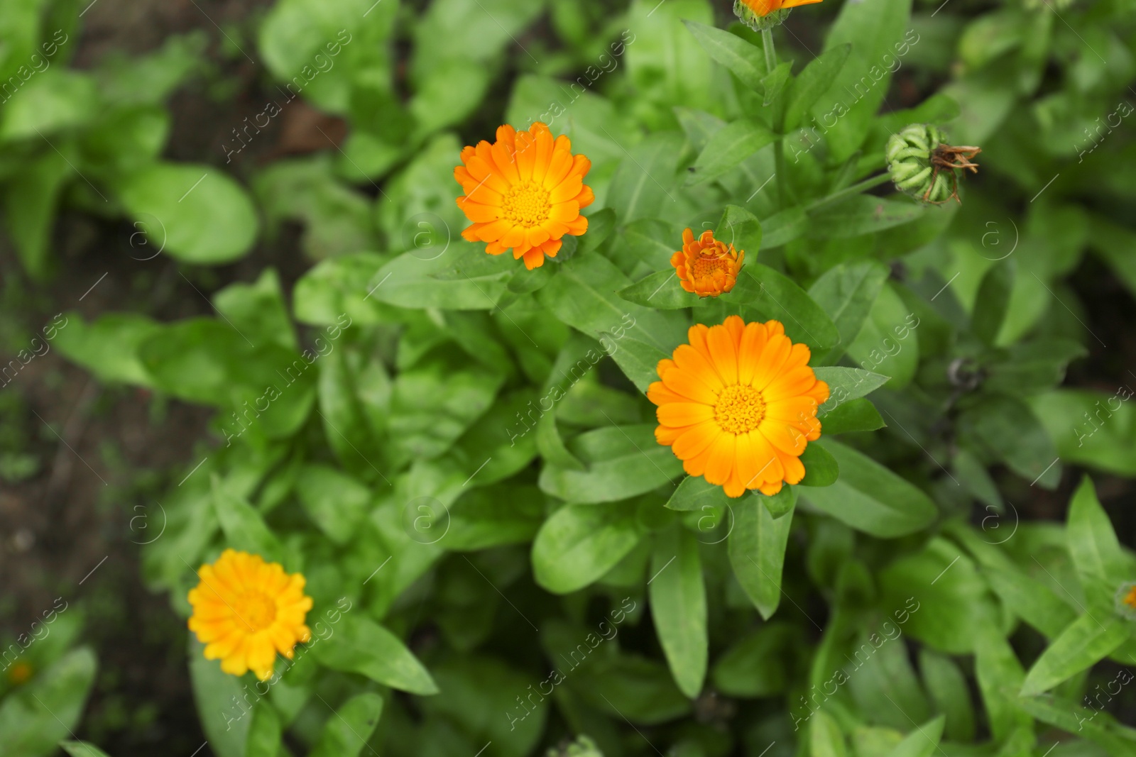 Photo of Beautiful blooming calendula flowers outdoors, top view