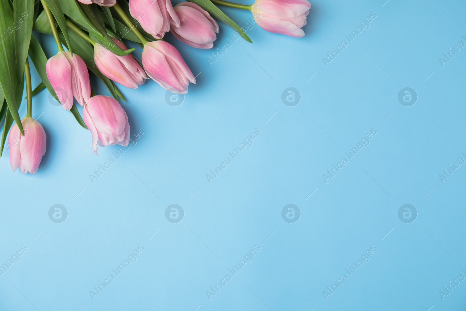 Photo of Beautiful pink spring tulips on light blue background, flat lay. Space for text