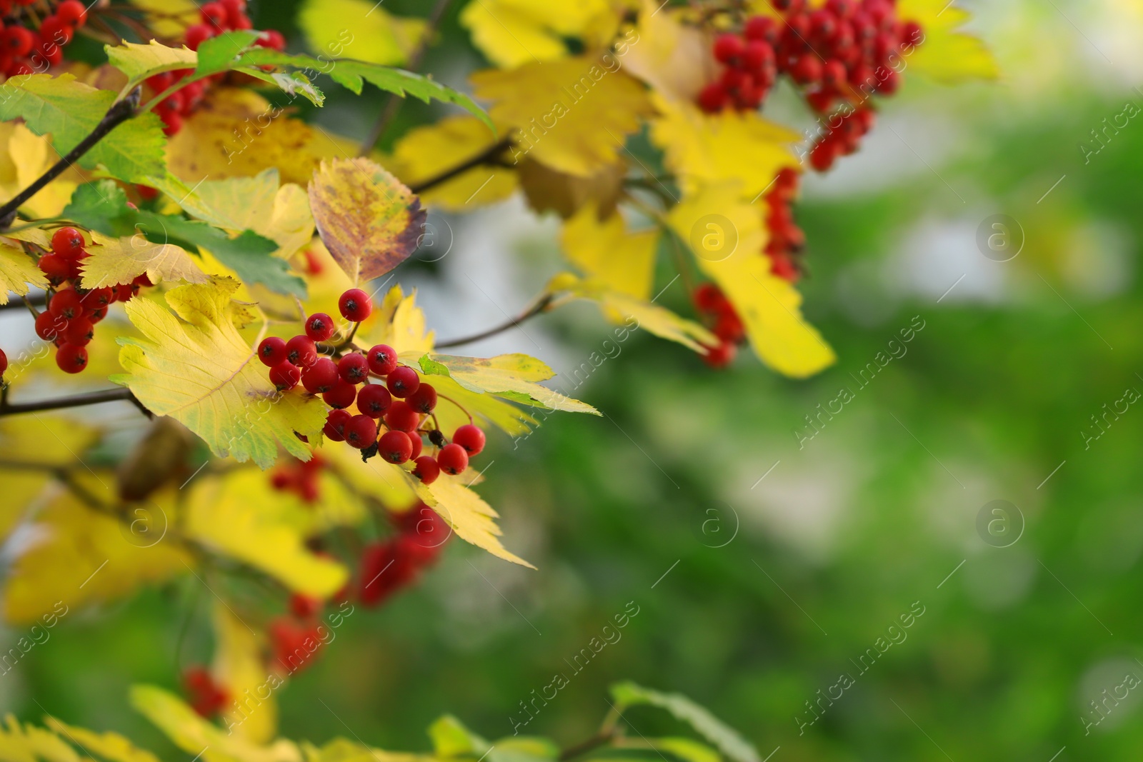 Photo of Rowan tree branches with red berries outdoors, space for text