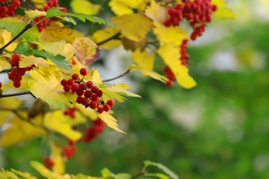 Photo of Rowan tree branches with red berries outdoors, space for text