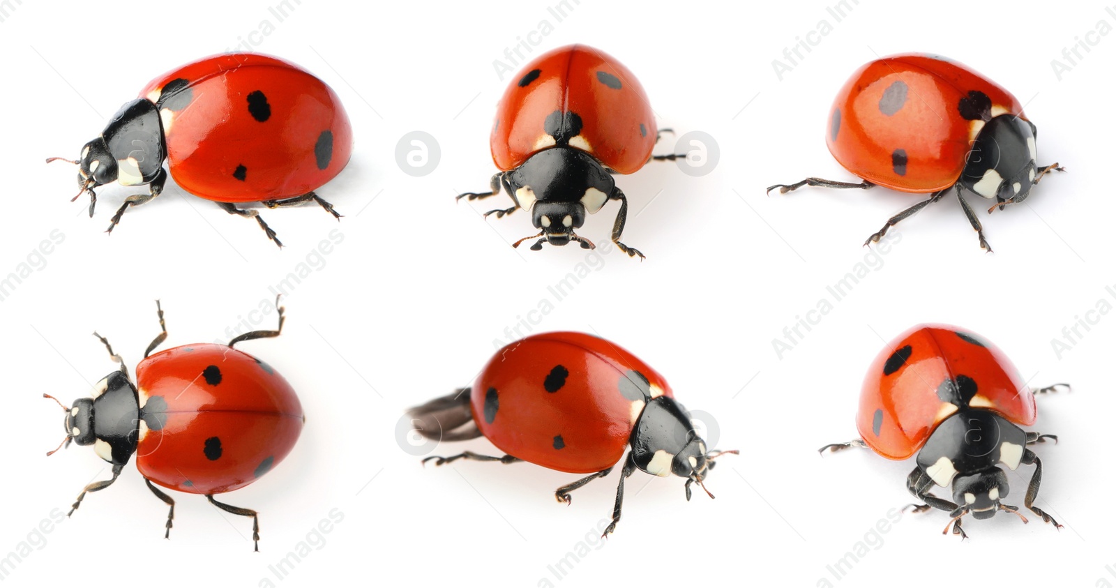 Image of Set with beautiful ladybugs on white background. Banner design 