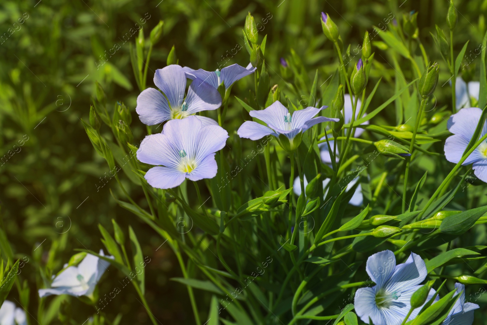 Photo of Beautiful blooming flax plants outdoors on sunny day, closeup