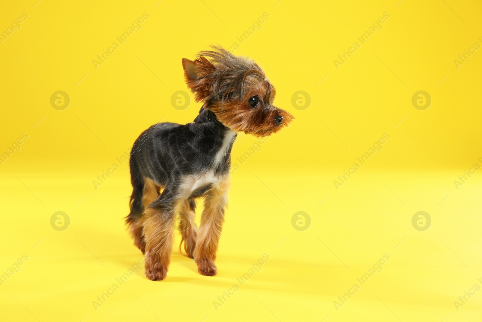 Photo of Cute Yorkshire terrier dog on yellow background