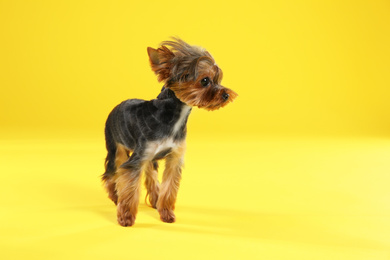 Cute Yorkshire terrier dog on yellow background
