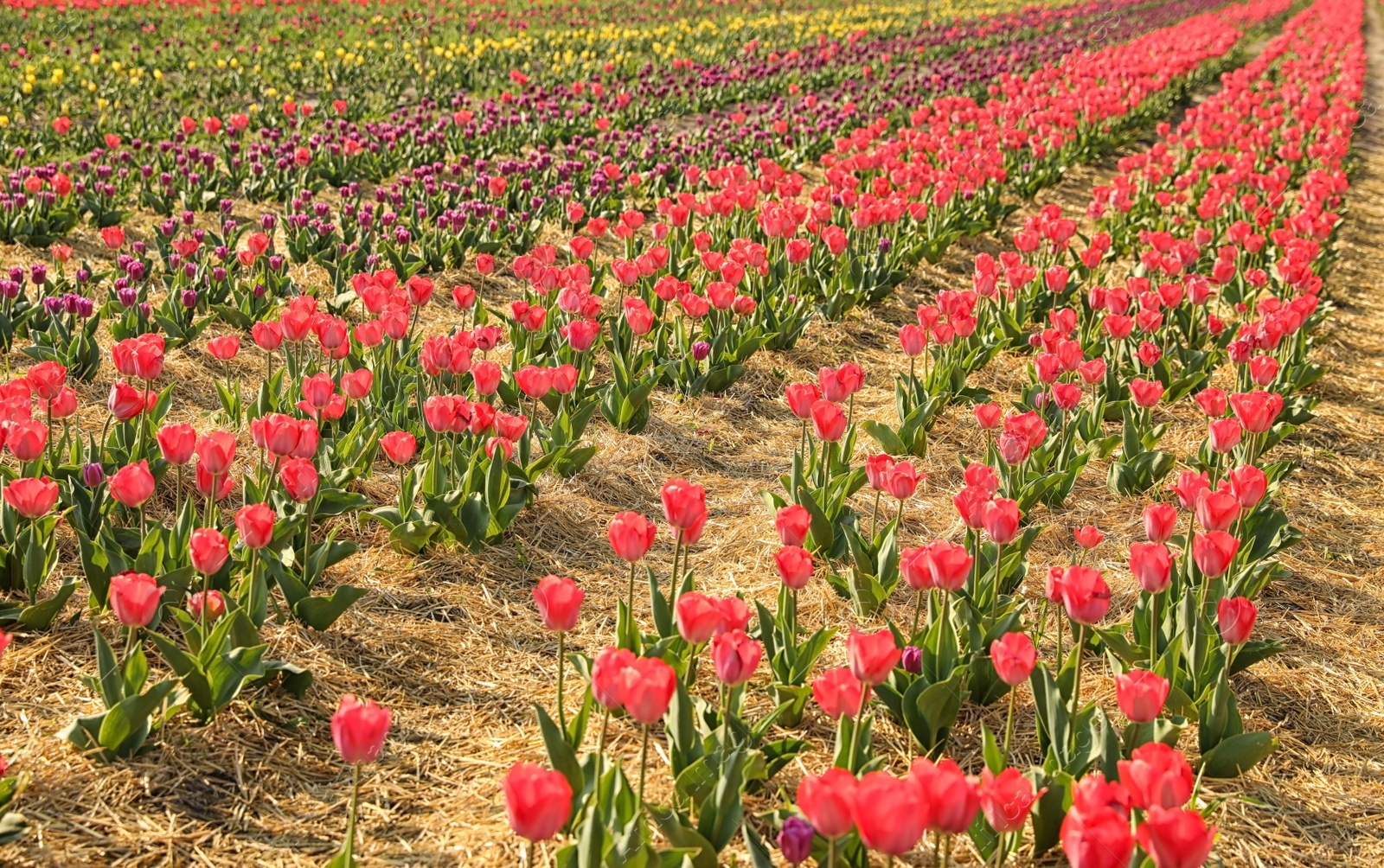 Photo of Field with fresh beautiful tulips. Blooming spring flowers