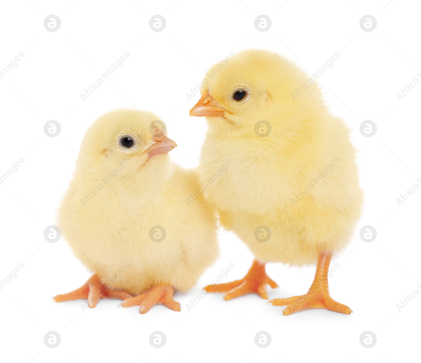 Photo of Two cute fluffy baby chickens on white background