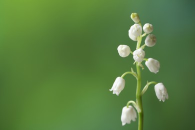 Beautiful lily of the valley flower on blurred green background, closeup. Space for text