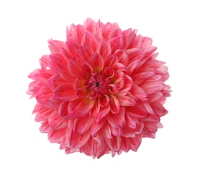 Beautiful pink dahlia flower isolated on white