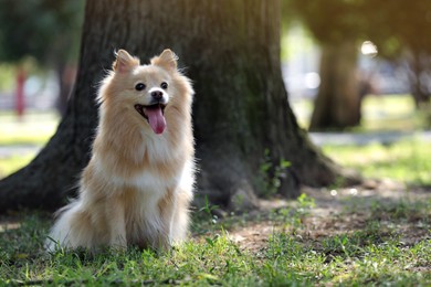 Cute dog in park on sunny day, space for text
