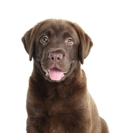 Photo of Cute chocolate Labrador Retriever puppy on white background