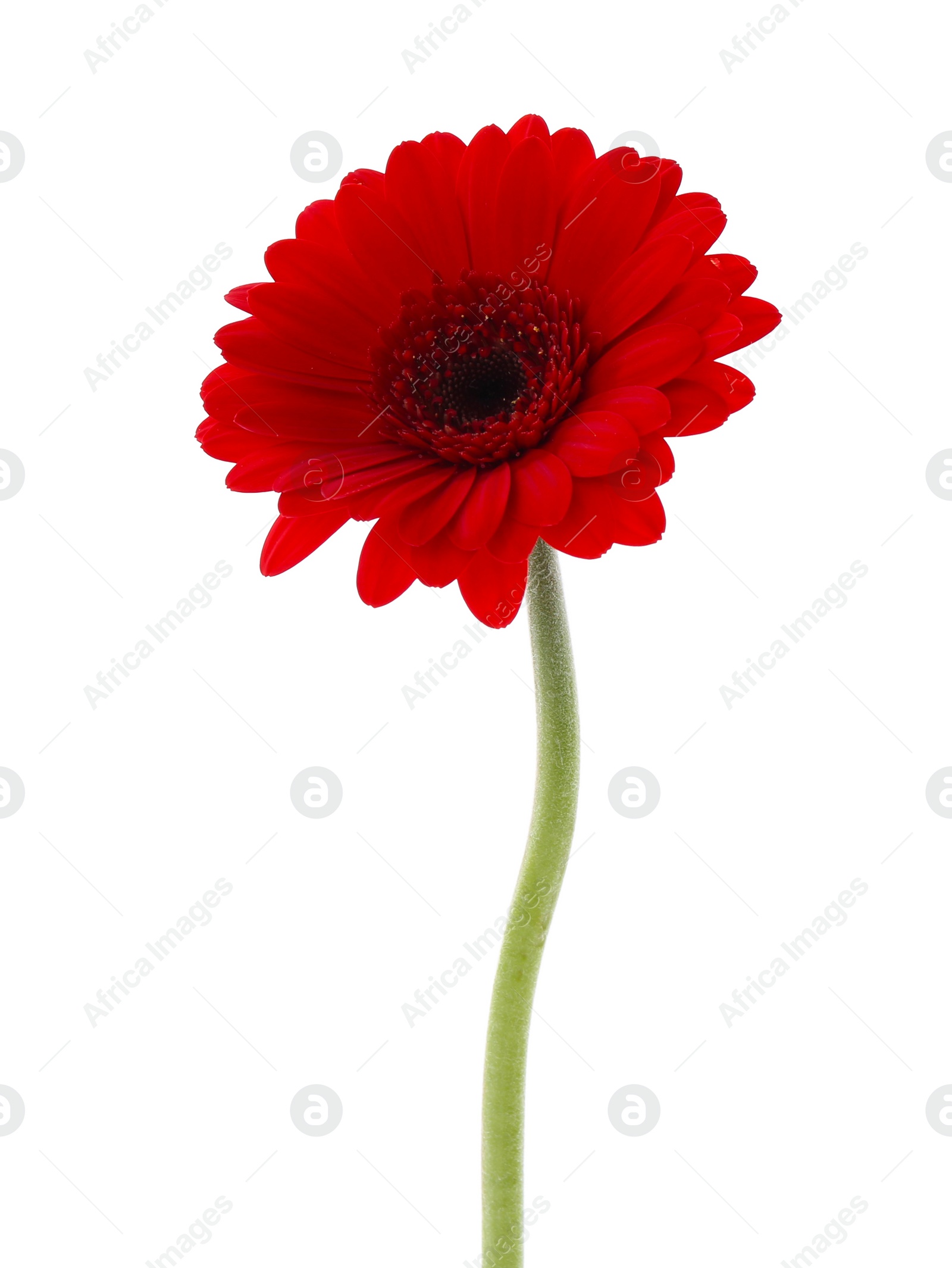 Photo of Beautiful red gerbera flower isolated on white