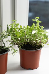 Aromatic potted oregano and rosemary on windowsill indoors, closeup