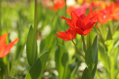 Photo of Beautiful red tulips growing outdoors on sunny day, closeup. Space for text