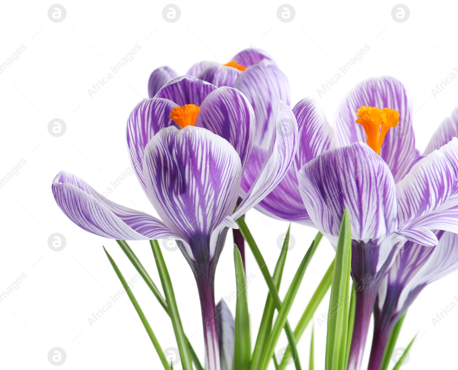 Photo of Beautiful spring crocus flowers on white background