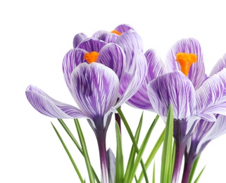 Photo of Beautiful spring crocus flowers on white background