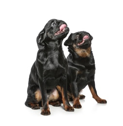 Photo of Adorable black Petit Brabancon dogs on white background