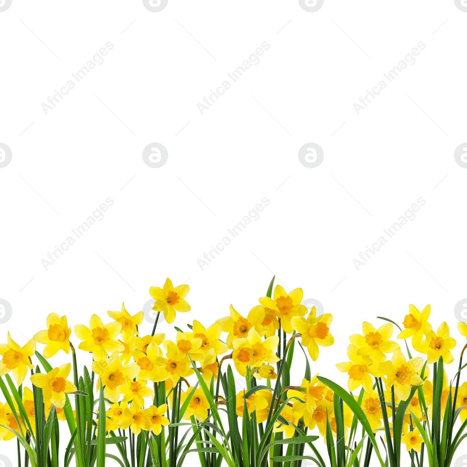 Image of Many beautiful yellow daffodils on white background