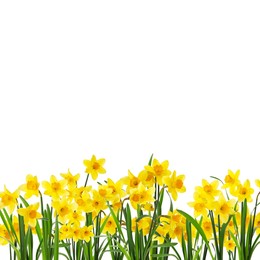 Image of Many beautiful yellow daffodils on white background