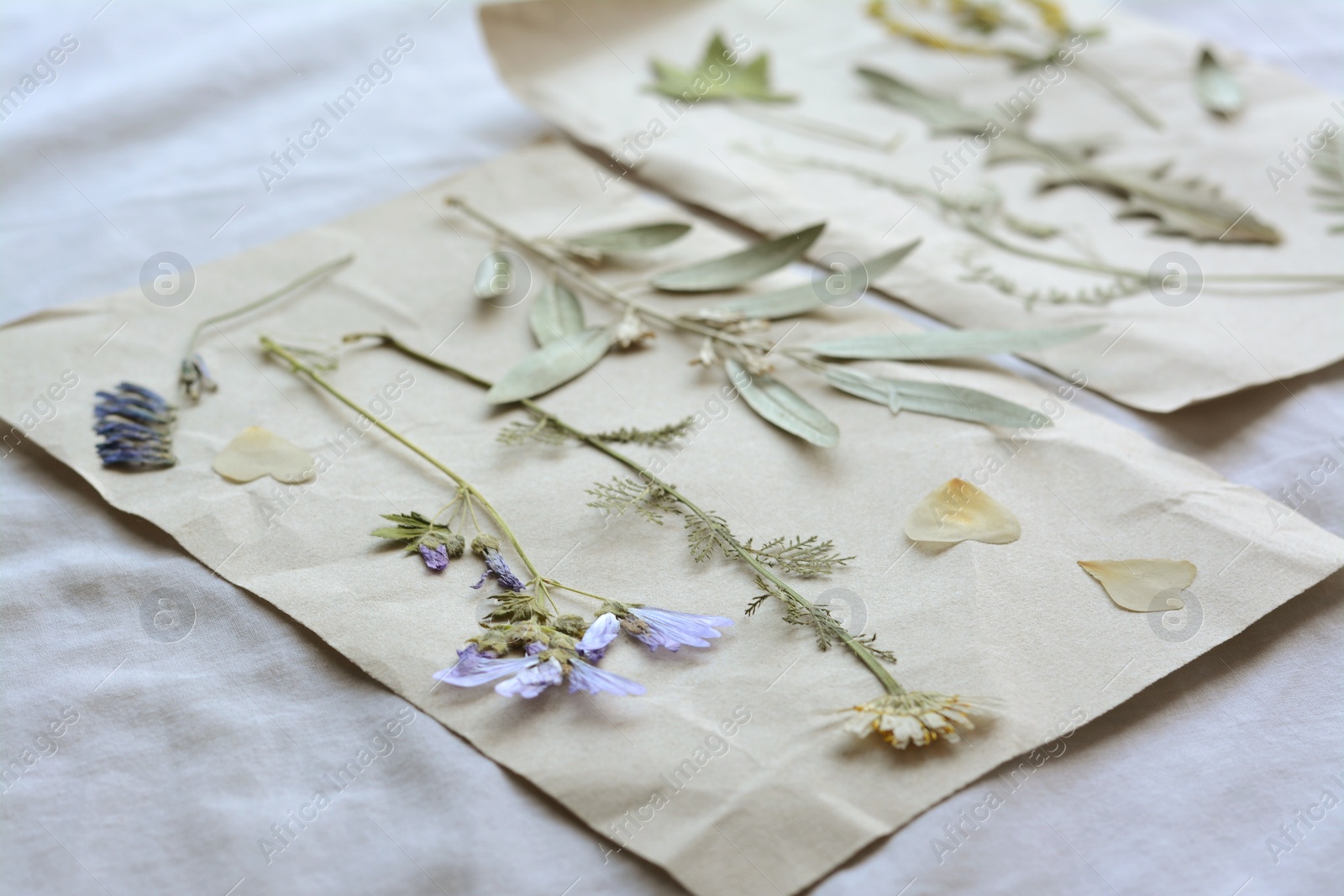 Photo of Sheets of paper with dried flowers and leaves on white fabric, closeup