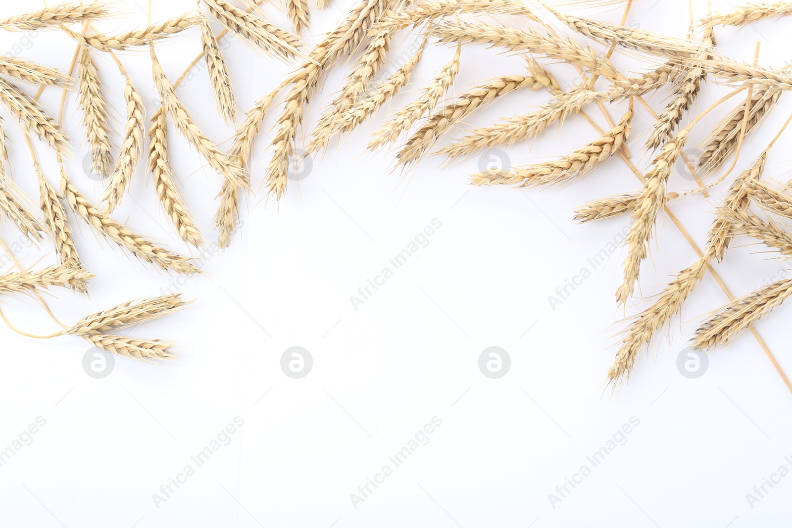 Photo of Many ears of wheat on white background, flat lay. Space for text