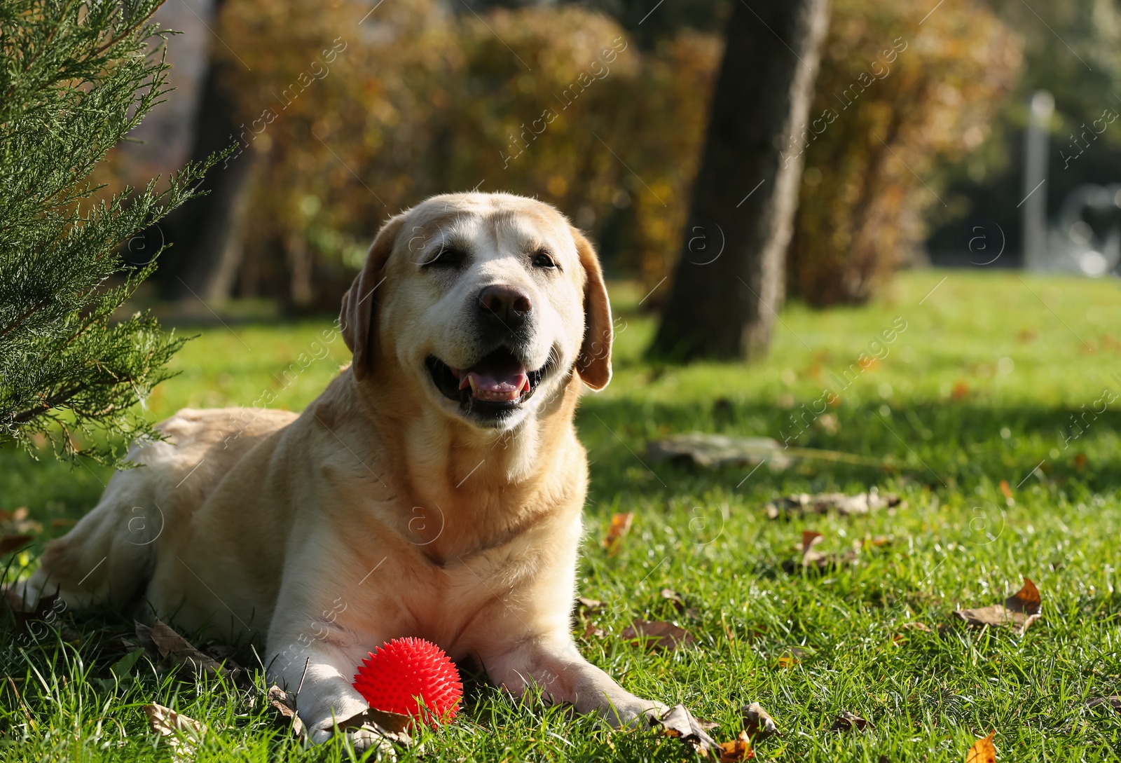 Photo of Yellow Labrador with ball in park on sunny day