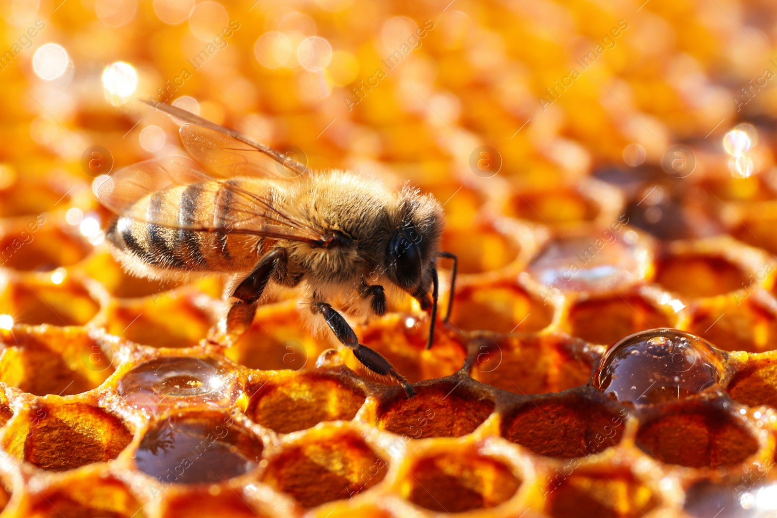 Photo of Closeup view of fresh honeycomb with bee