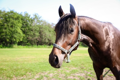 Photo of Dark bay horse outdoors on sunny day. Beautiful pet