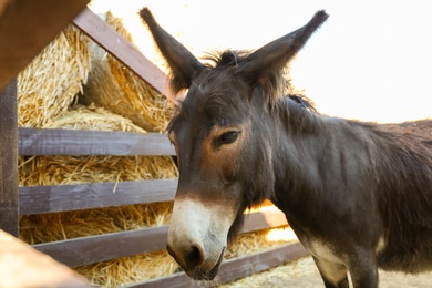 Cute funny donkey near fence on farm, closeup. Animal husbandry