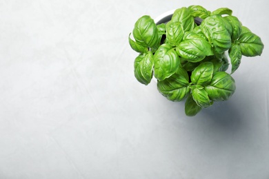 Fresh basil in pot on light background, top view with space for text