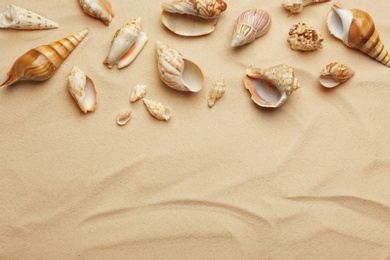 Photo of Seashells on beach sand, top view. Space for text