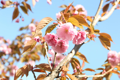 Photo of Closeup view of sakura tree with beautiful blossom outdoors. Japanese cherry