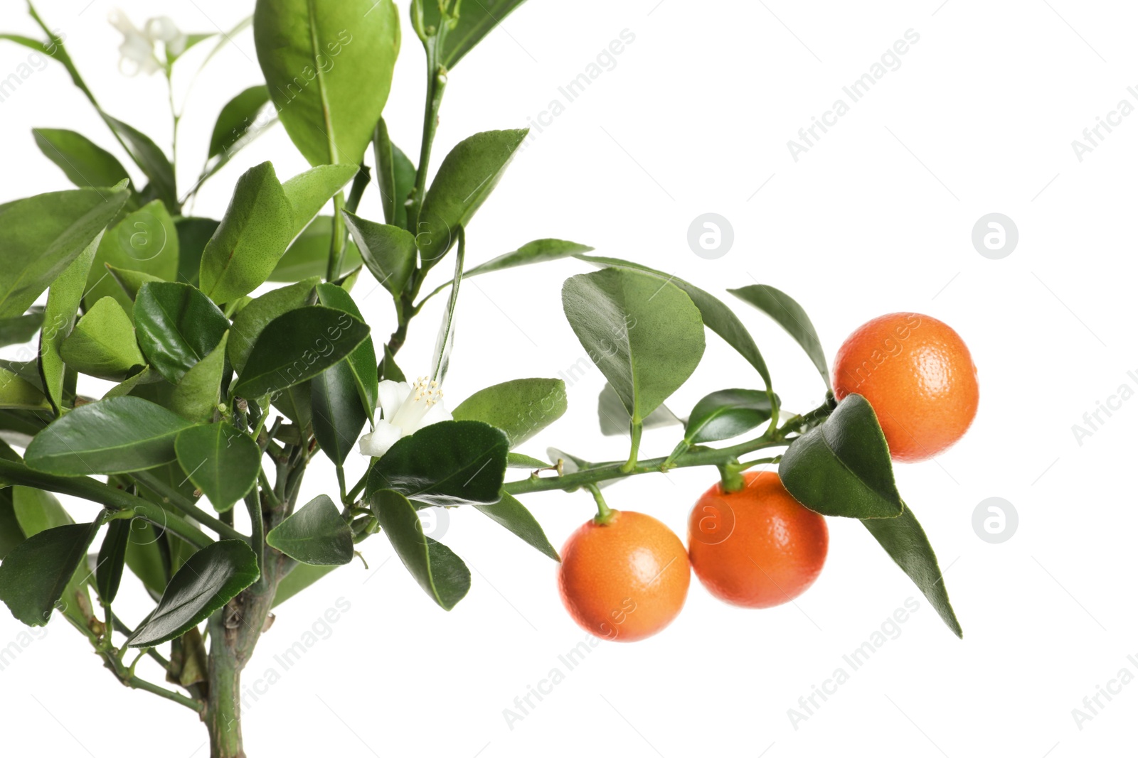 Photo of Citrus tree with fruits isolated on white