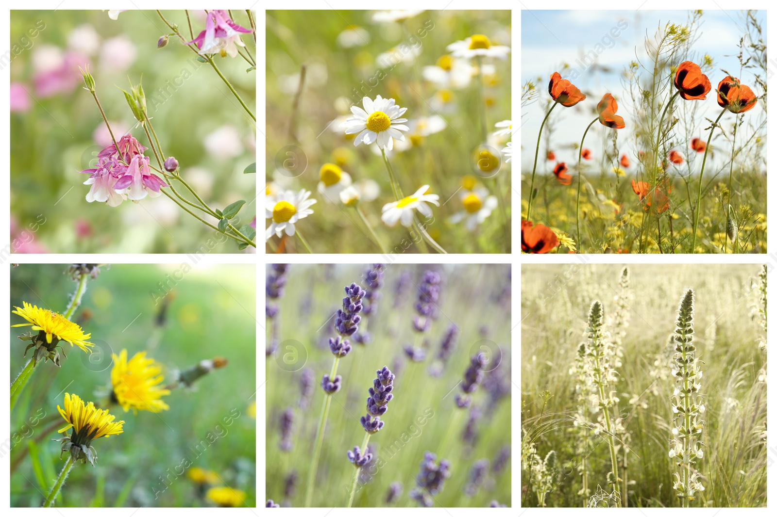 Image of Collage with photos of different beautiful wild flowers growing in meadow