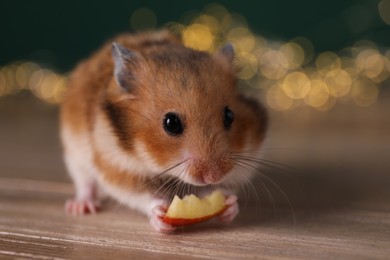 Photo of Cute little hamster eating piece of apple on wooden table, closeup