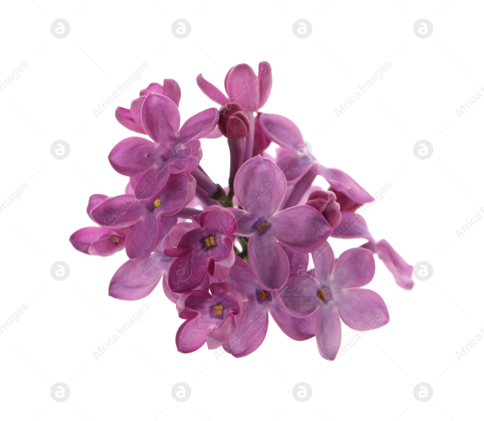 Photo of Beautiful purple lilac blossom isolated on white