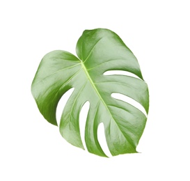 Leaf of tropical monstera plant isolated on white