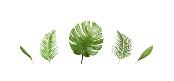 Image of Set of tropical leaves on white background