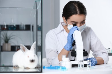 Photo of Rabbit in glass box on table and scientist working with microscope at chemical laboratory. Animal testing
